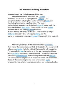 Cell Membrane Answer Key