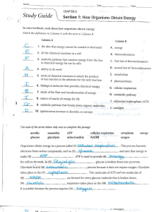 Answers to the Energy and Photosynthesis Study Guide